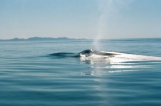 Avistamiento de ballenas